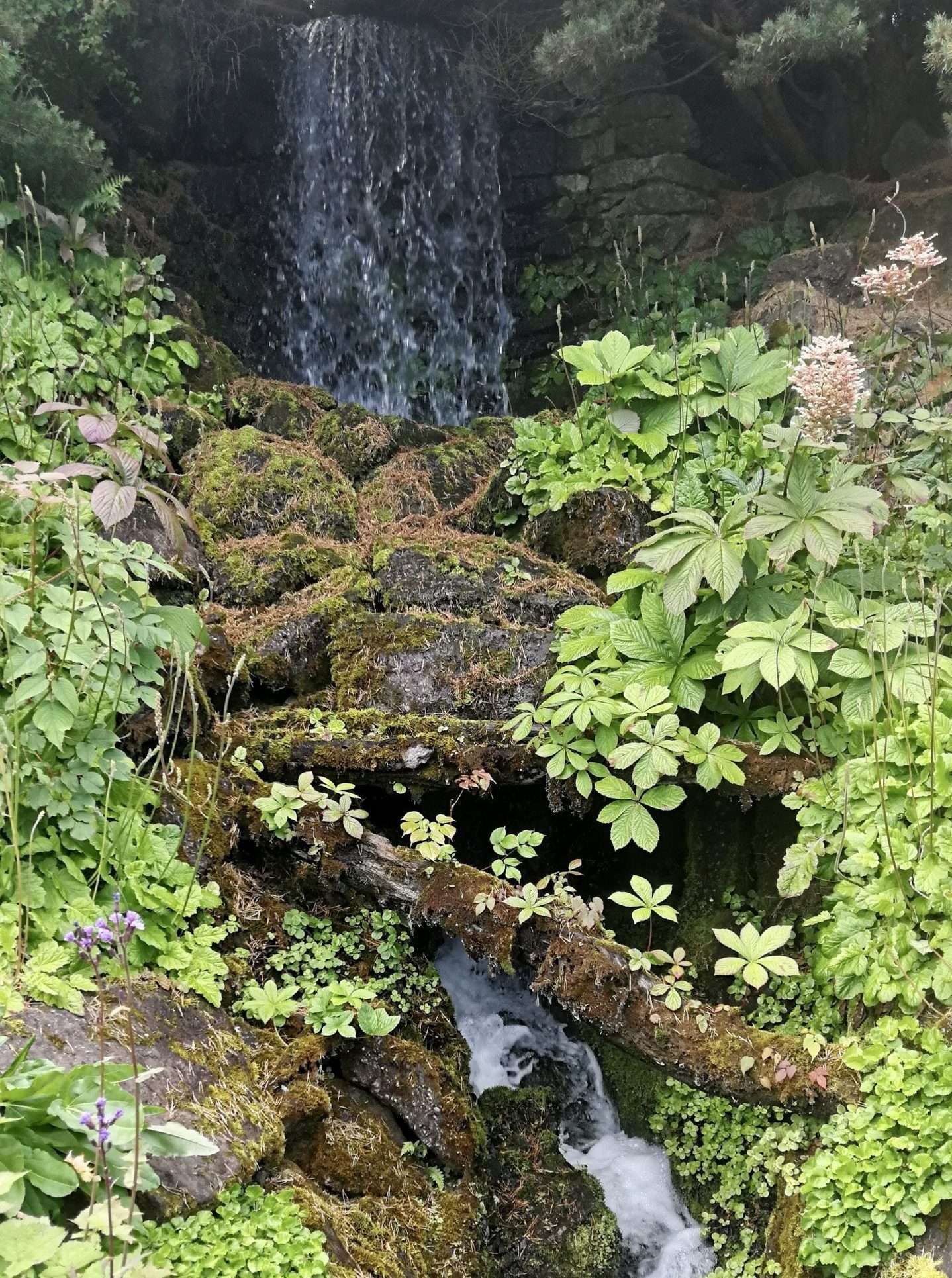 Cascata che cade giù in mezzo alla vegetazione e a tronchi