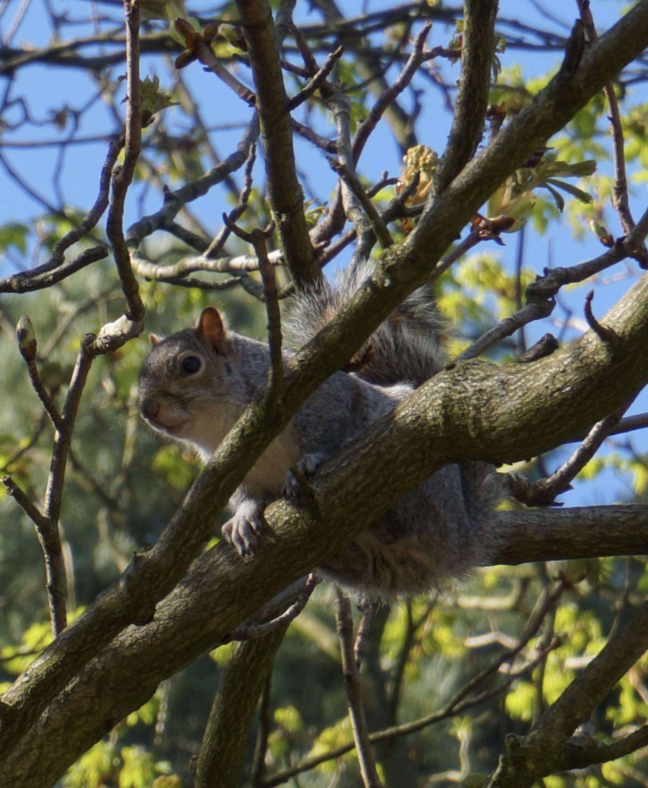 Scoiattolo grigio appoggiato su un ramo