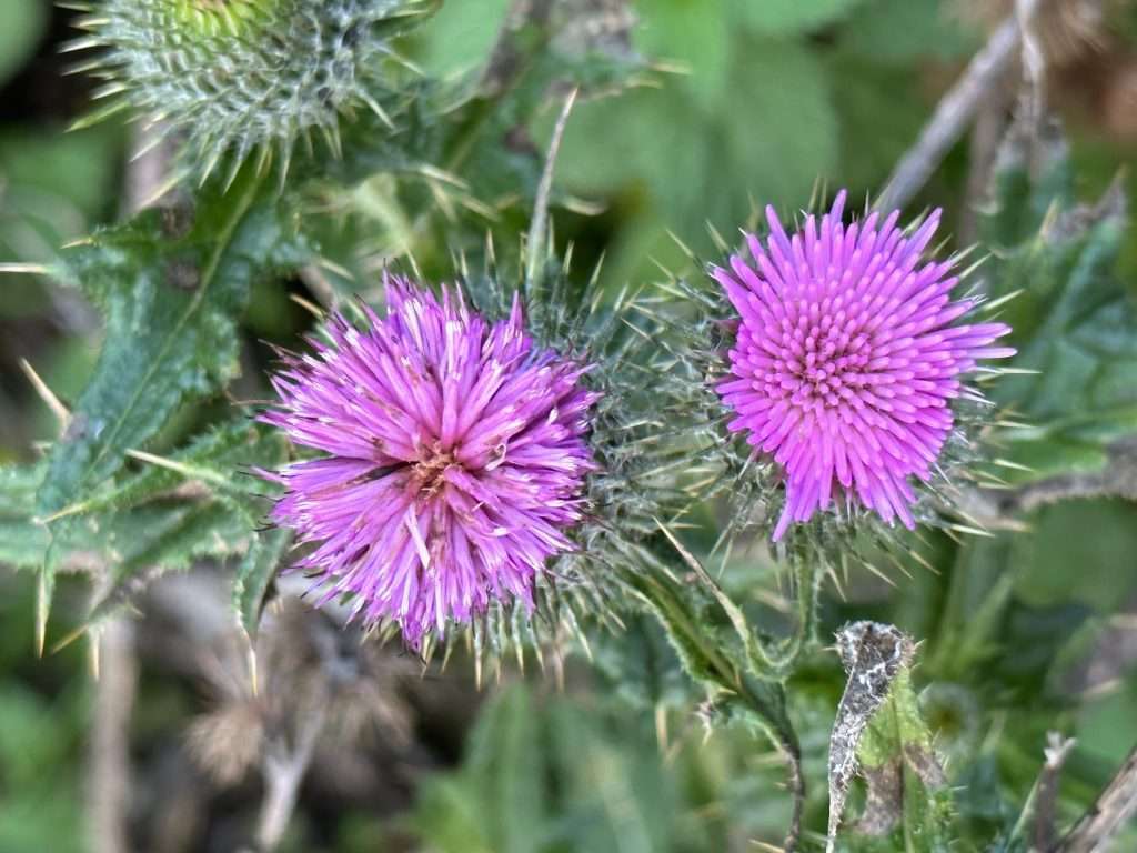 fiore viola tra le foglie verdi