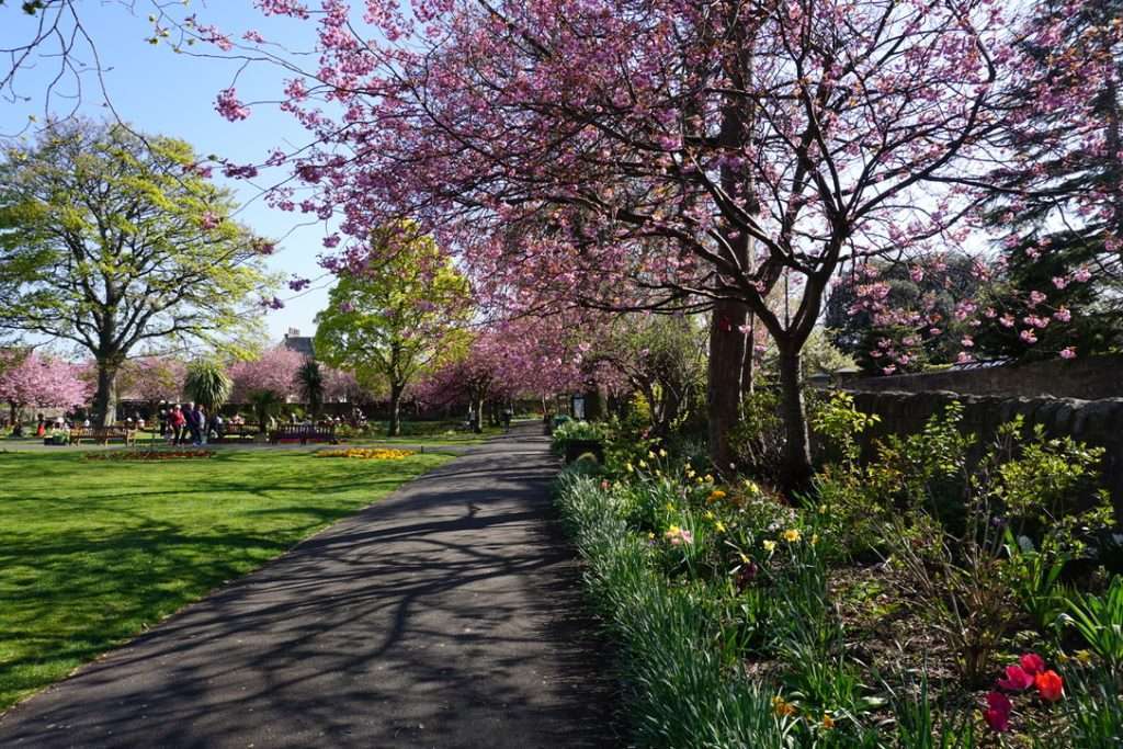 Parco con sentiero in cemento costeggiato da fiori di ciliegio a destra e un prato che si intravede sulla sinistra