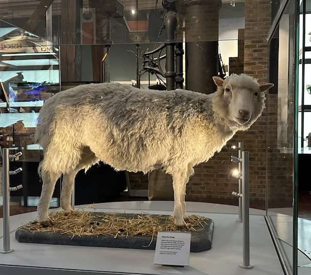 Pecora Dolly imbalsamata al National Museum of Scotland