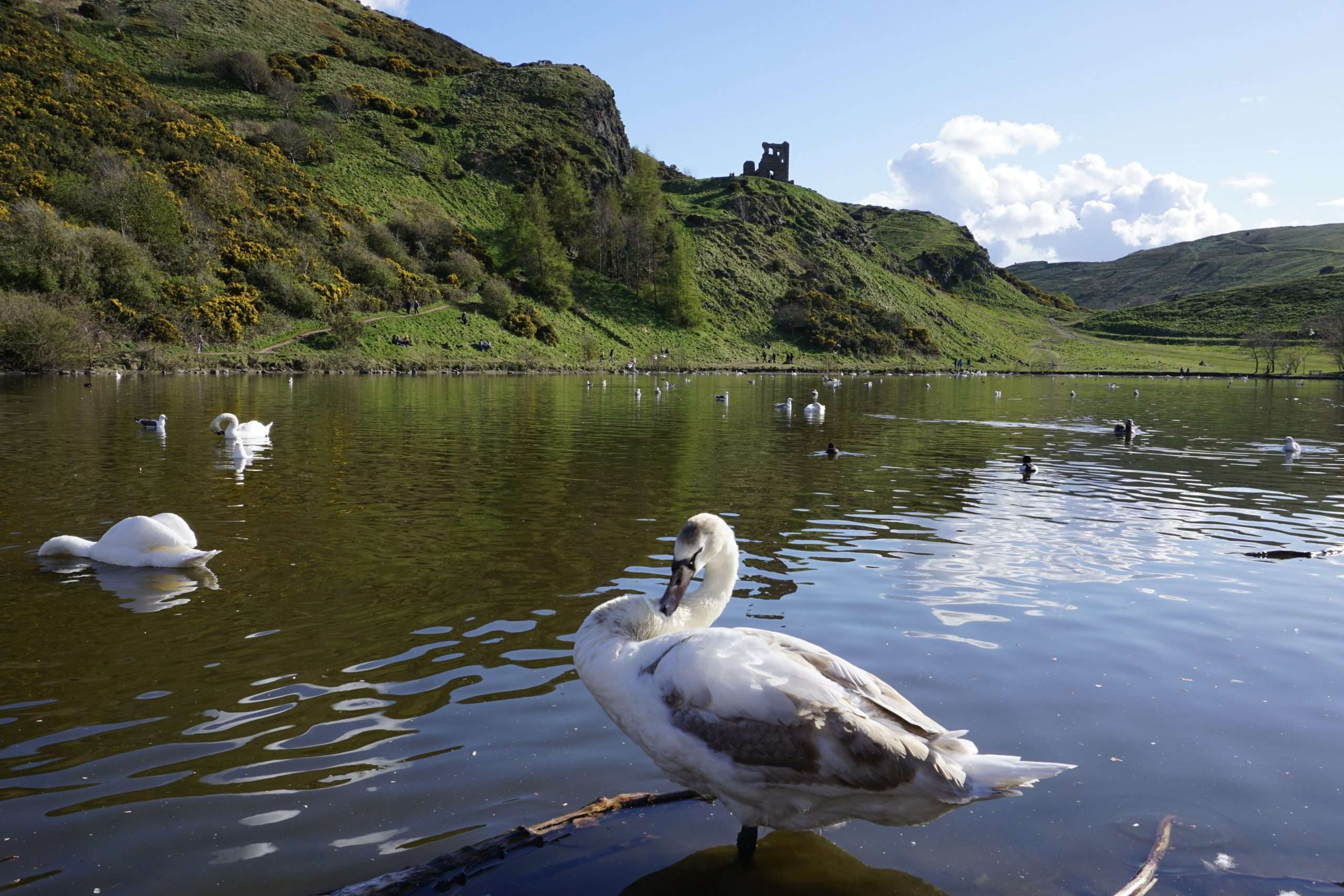 Lago con cigno e colline in sottofondo per escursioni edimburgo