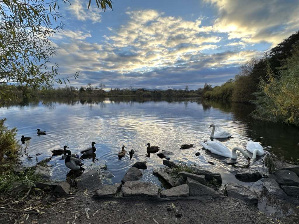 Lago con cigni e anatre