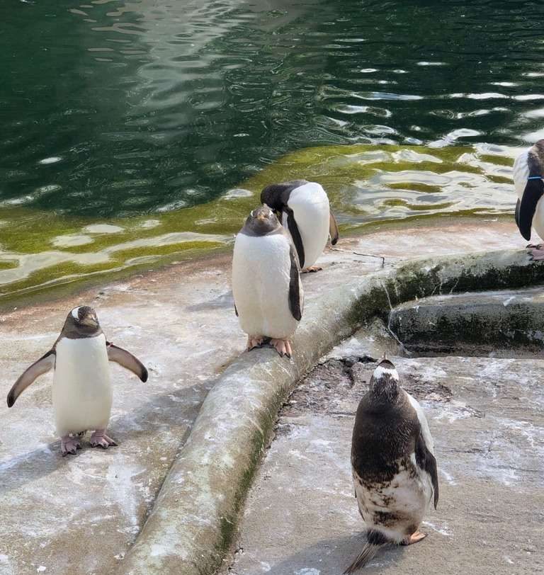 pinguini all'edinburgh zoo una delle attrazioni di edimburgo