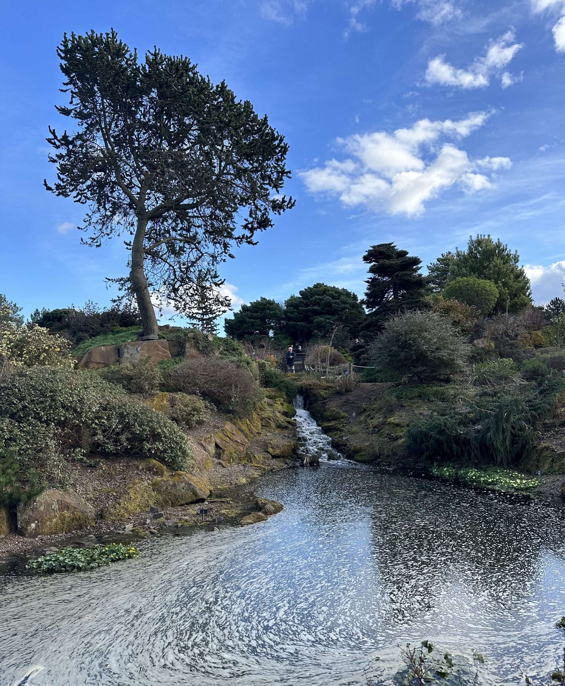 Lago con cespugli e alberi attorno ai giardini botanici di Edimburgo