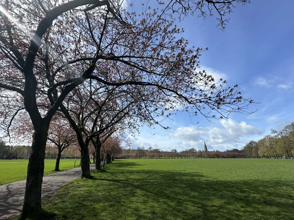 prato con fiori di ciliegio di Edimburgo a maggio