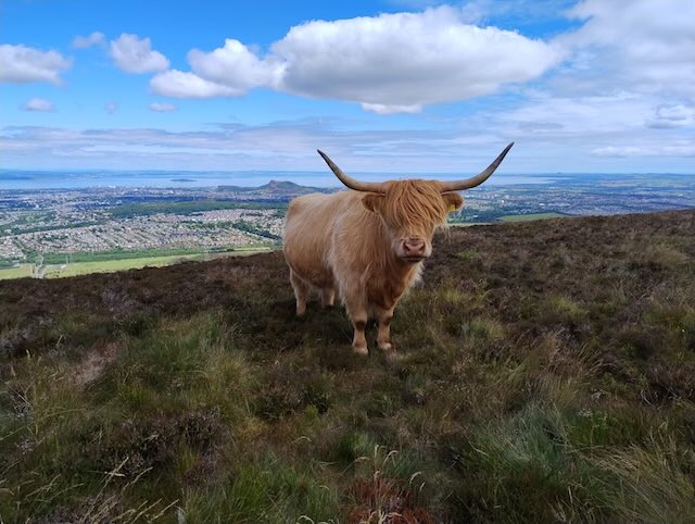 mucca dai lunghi capelli scozzese in un prato