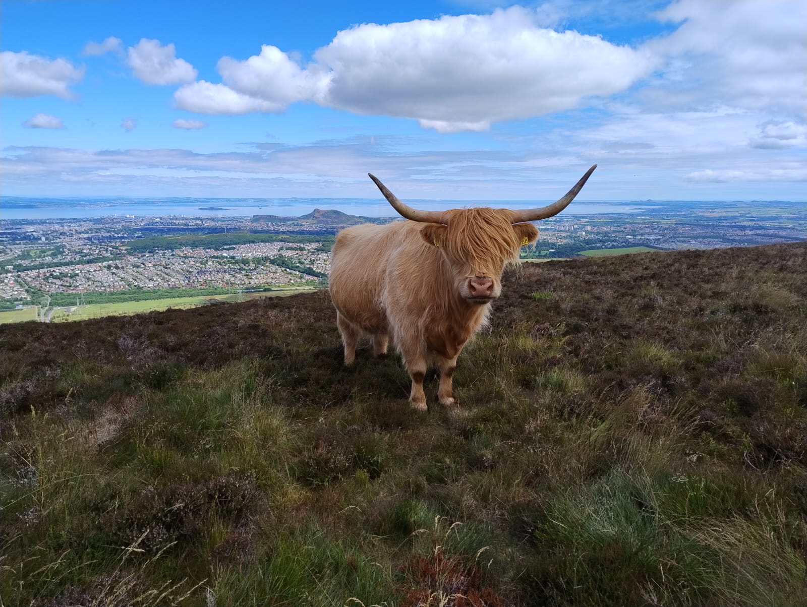 Una tipica Highland Cow scozzese: l'ambiente rurale per il lavoro agricolo con il visto stagionale 2026.